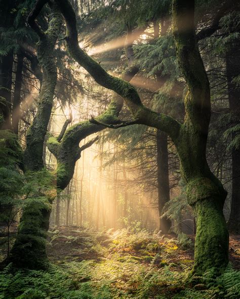 Fairy Tales Come to Life: Beautifully Captured Magical Woodland Photos